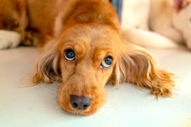 Cocker spaniel in domesticated house. They are very friendly and good excessively should choose as pets in your home to close to children