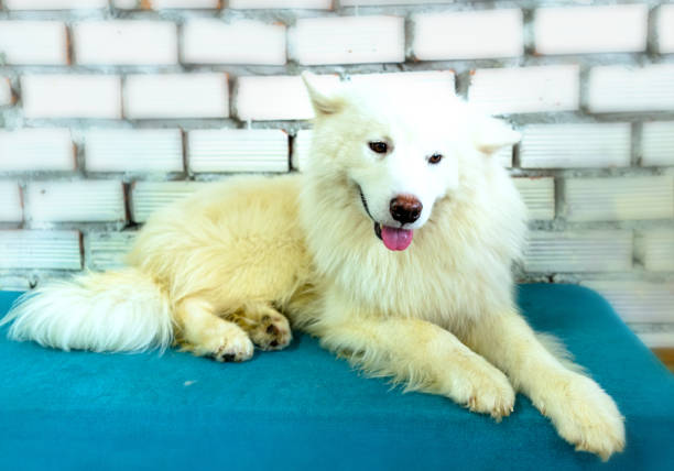 Samoyed dog portrait in domesticated pet. They are very friendly and good excessively should choose as pets in your home to close to children