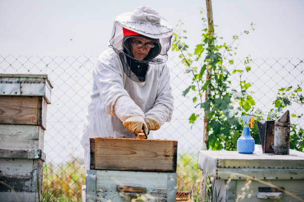istock An older man works in an apiary 1192844573