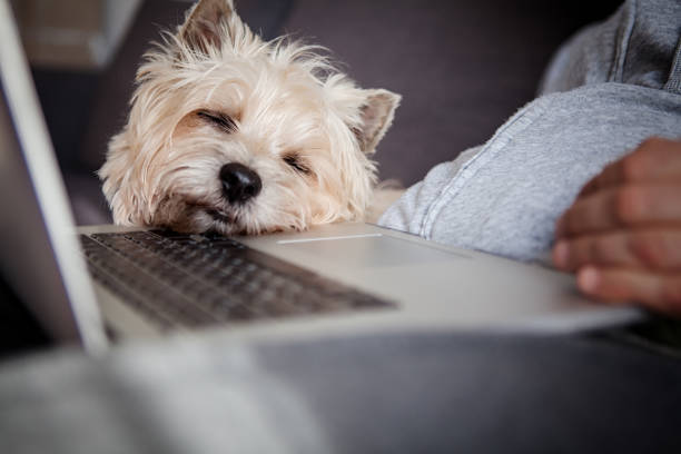 istock The Cairn Terrier next to a owner 1192844713