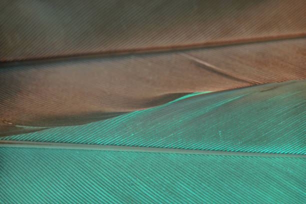 istock Close up Bird feather with Aqua Menthe light. Beautiful background texture. Macro photography view. 1192844737