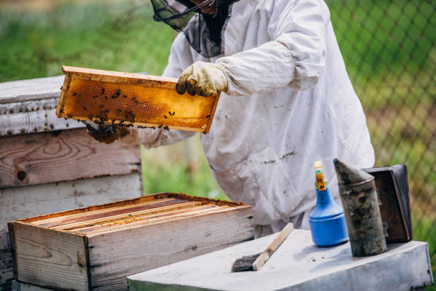 istock An older man works in an apiary 1192844751