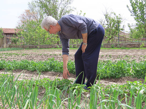 istock Senior Man Working in a Domestic Garden 1192845657