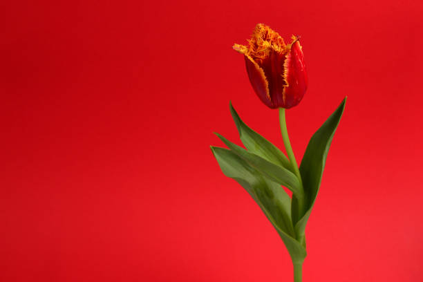 istock Tulip in a pot  on a  red background. Copy space. 1192845691