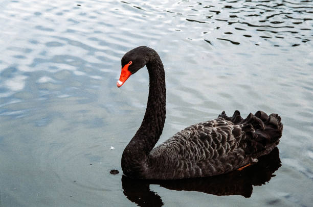 istock Black Swan on a lake 1192845692