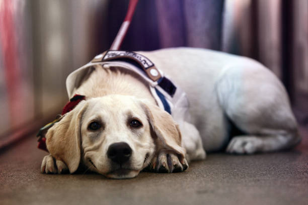 sonriente blanco labrador retriever - service dog fotografías e imágenes de stock