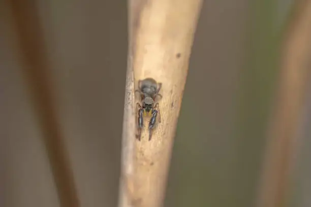 Ant mimicing black jumping spider with yellow fangs Myrmarachne hiding on a dry plant