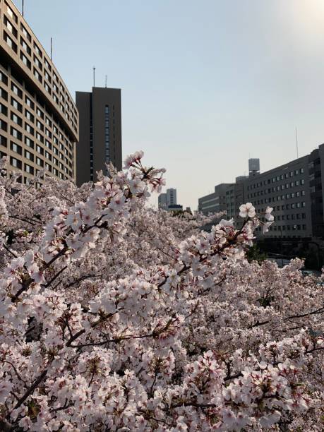 istock Sakura in the city 1192848373