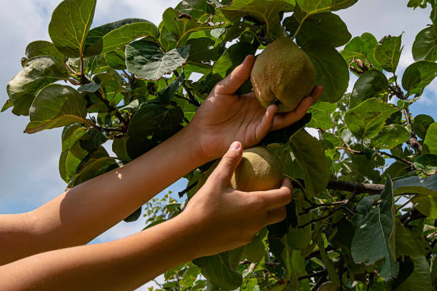 istock Child Harvesting a Quinces 1192848514