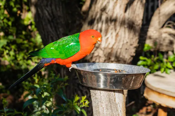 Australian King-parrot male in the garden at Hughes, ACT, Australia on a spring morning in October 2019