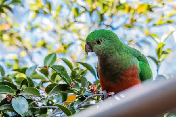 Australian King-parrot female in the garden at Hughes, ACT, Australia on a spring morning in October 2019