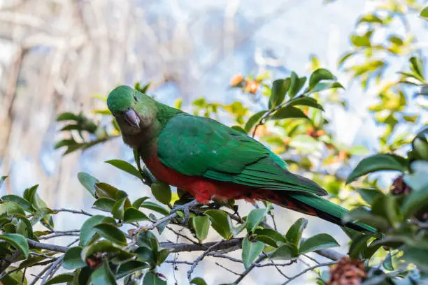Australian King-parrot female in the garden at Hughes, ACT, Australia on a spring morning in October 2019