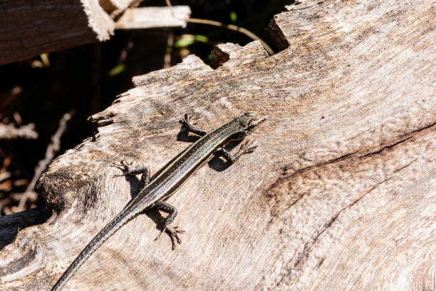 istock Spencers' Skink on a log 1192850389