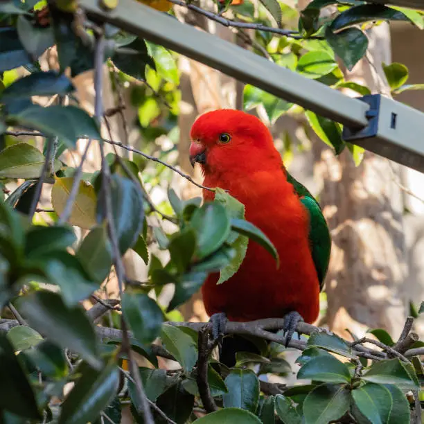 Australian King-parrot male in the garden at Hughes, ACT, Australia on a spring morning in October 2019