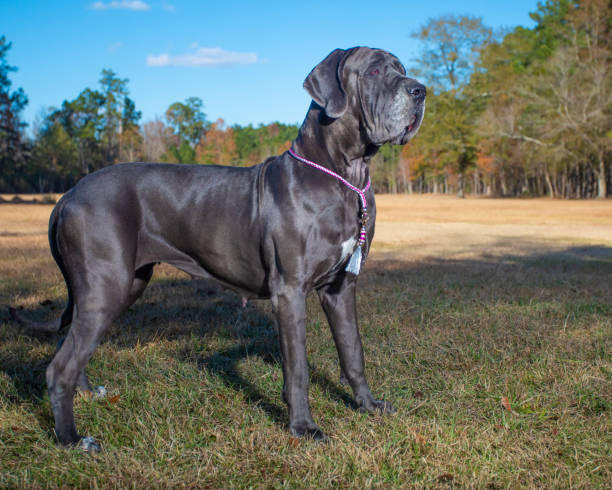 istock Grey Great Dane Purebred on an autumn field 1192852049