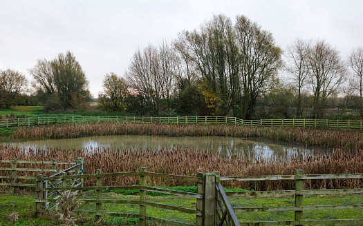 Beverley, Yorkshire, UK. Rural scene with pond, reeds, trees, and grass verge at dawn in late fall along Minster Way, Beverley, Yorkshire, UK.