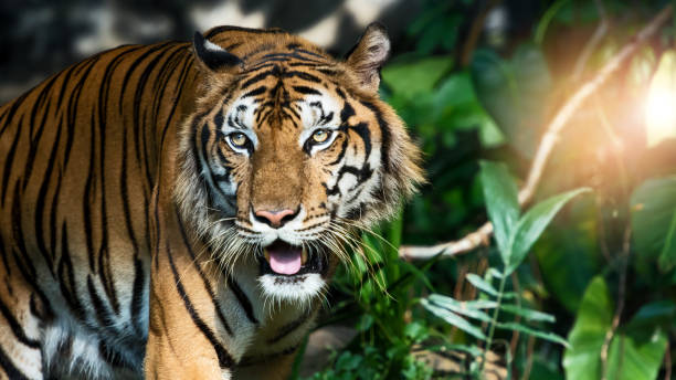 istock Photos of tiger naturally. 1192858342