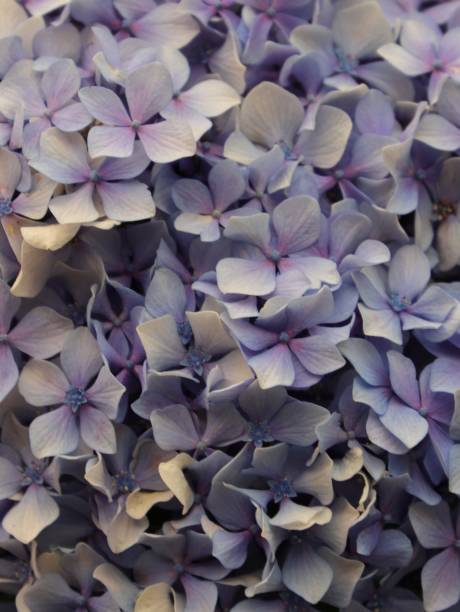 istock flowers in full blossom in Sydney 1192859865