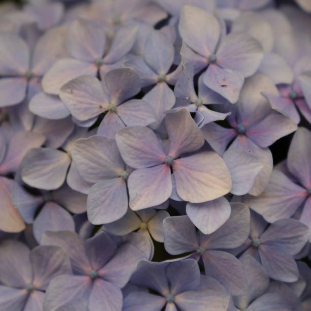 istock flowers in full blossom in Sydney 1192859894