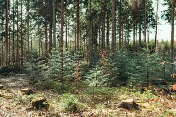 idyllic coniferous forest in spring