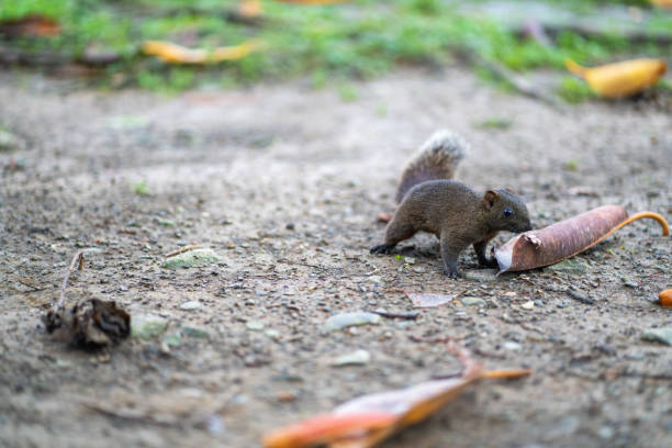istock Squirrel looking for food in public park 1192861640
