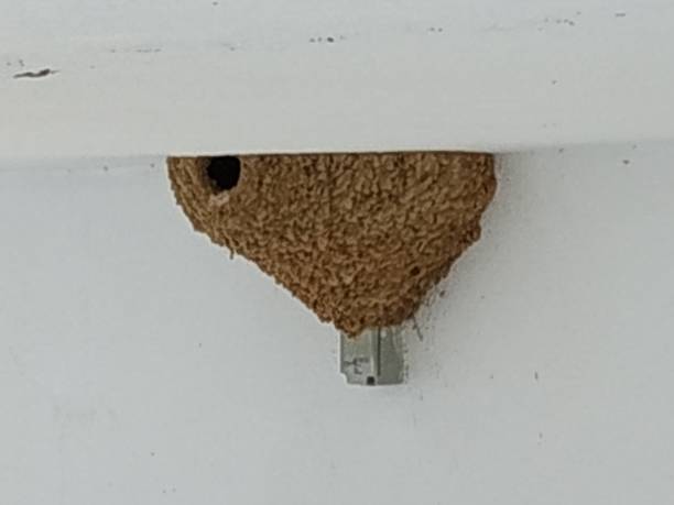 ласточкиное гнездо - sooty tern стоковые фото и изображения