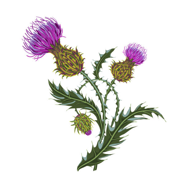 Hand drawn composition of a thistle flower. Milk Thistle isolated on white. Hand drawn composition of a thistle flower. Milk Thistle isolated on white. Vector botanical illustration. thistle stock illustrations