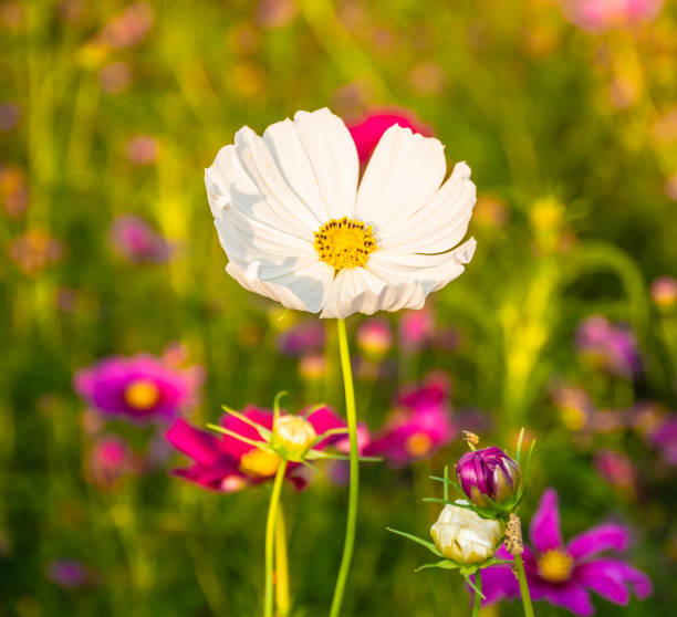 istock Beautiful cosmos flowers in a beautiful meadow. 1192862844
