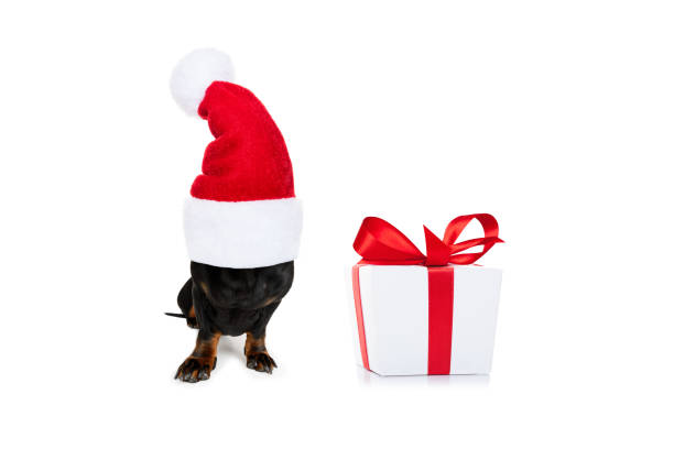 istock christmas santa claus dog 1192863649