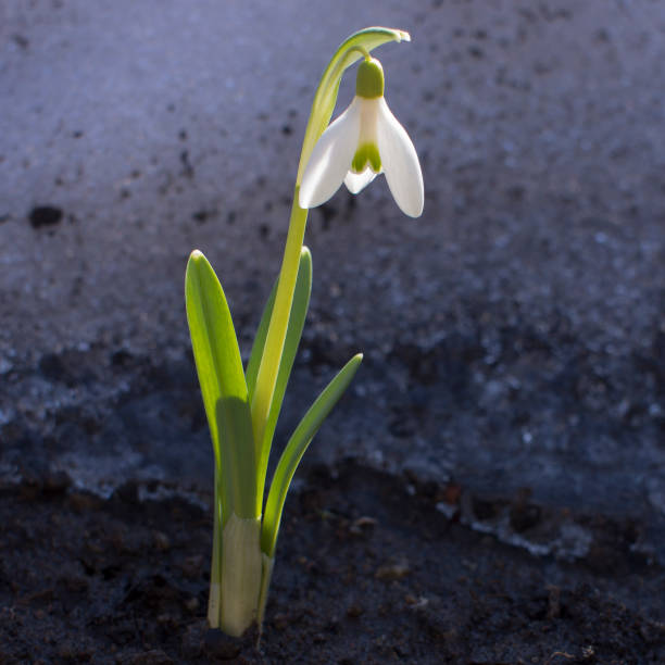 istock First flowers. Spring snowdrops flowers in the snow 1192863692