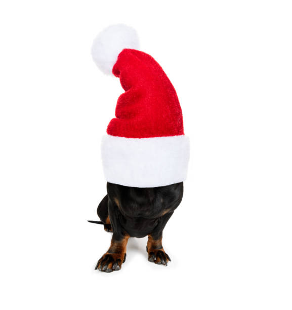 istock christmas santa claus dog 1192863870
