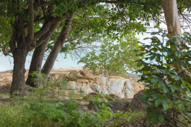 istock Tropical jungle on the ocean 1192865454