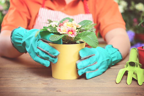 Woman's hands potting some plants, beautiful flowering plants and flowers in flower pots