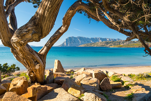 An ancient juniper tree frames the beach of Punta Capo Coda Cavallo - San Teodoro with the island of Tavolara in the background