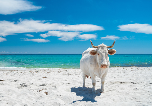 A white cow relaxes on the beach of Berchida - Oasis of Biderosa - Siniscola - Orosei