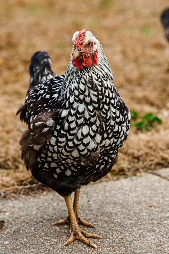 A lone black and white chicken standing on a sidewalk with a field behind.