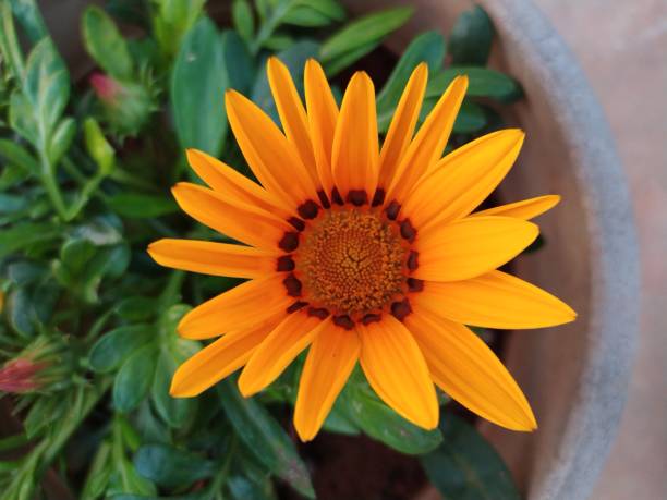 istock Morning fresh flower in garden 1192868319