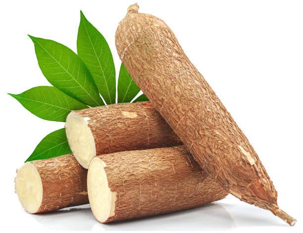 unico oggetto di radice di manioca fresca isolata su sfondo bianco - yucca foto e immagini stock