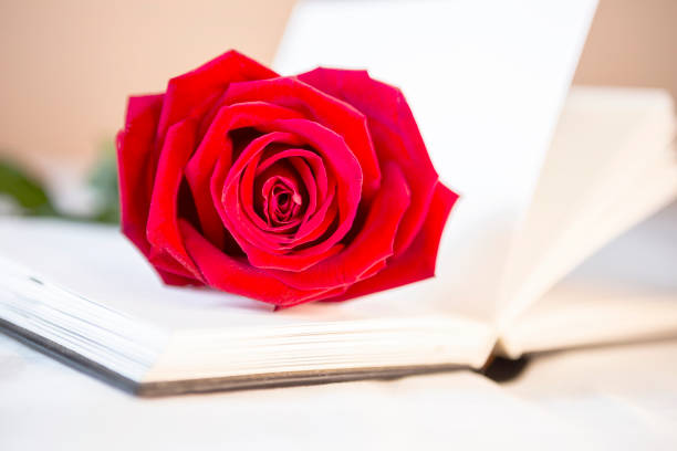 istock Beautiful fresh red rose on blank white notebook 1192869707