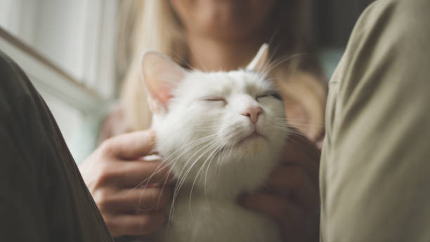 istock Woman strokes cute sleeping cat at windowsill 1192870949