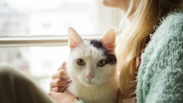 istock Woman strokes cute sleeping cat at windowsill 1192871020