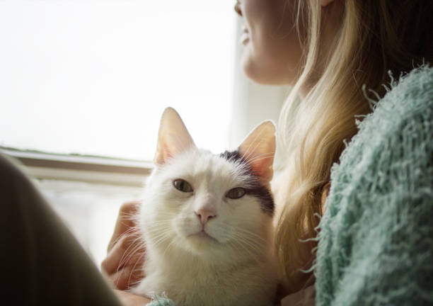 istock Woman strokes cute sleeping cat at windowsill 1192871036