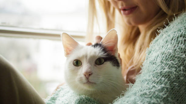istock Woman strokes cute sleeping cat at windowsill 1192871038