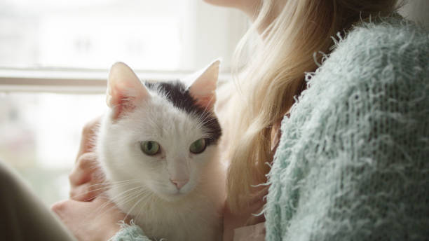 istock Woman strokes cute sleeping cat at windowsill 1192871041