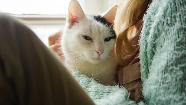 istock Woman strokes cute sleeping cat at windowsill 1192871052