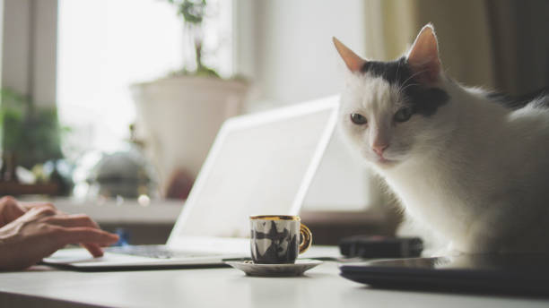 istock Morning coffee, laptop and cat. 1192871057