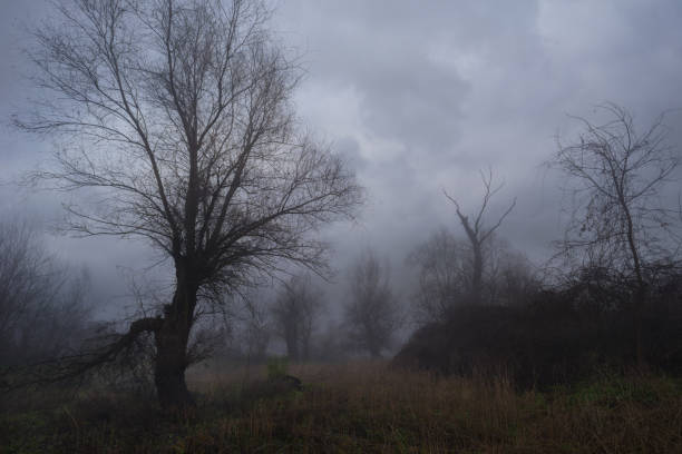 Winter landscape showing old forest in the fog.