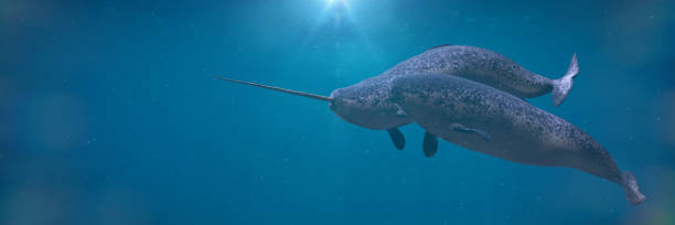 istock Narwhal couple,  two Monodon monoceros playing in the ocean 1192872920