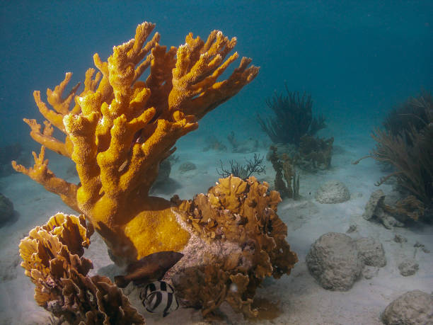 caribische koraal tuin - acropora palmata stockfoto's en -beelden