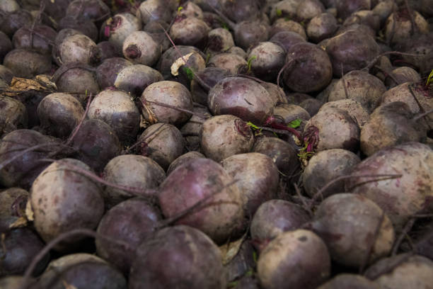 Fresh purple beets as a background. Vegetable store